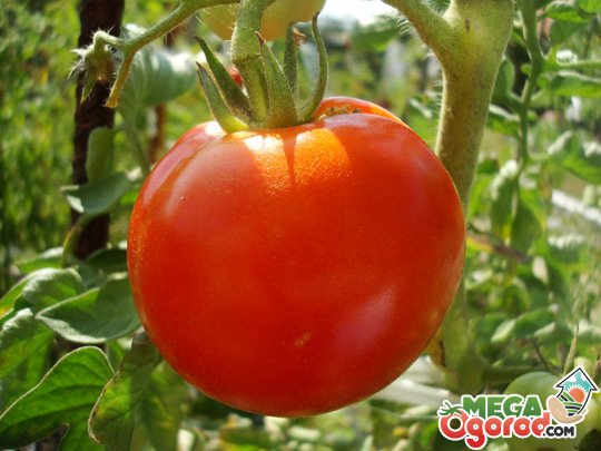 Выращивание помидор в теплице: лучшие сорта, сроки и правила посадки рассады